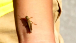 سفر با بچه مسافرتی ها - آمریکای شمالی - کانادا ( آبشار )